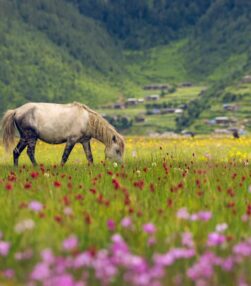 PHOTO COLLECTION OF DHORPATAN HUNTING RESERVE :SISHIR THAPA