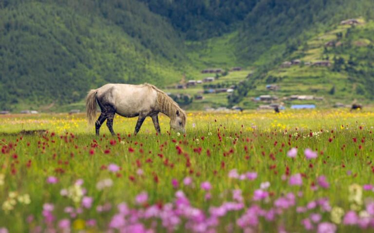 PHOTO COLLECTION OF DHORPATAN HUNTING RESERVE :SISHIR THAPA